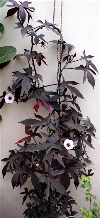 Ipomoea batatas